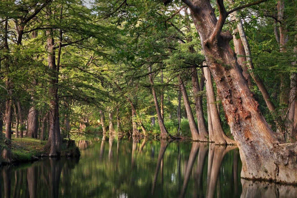Cypress along a hill country creek